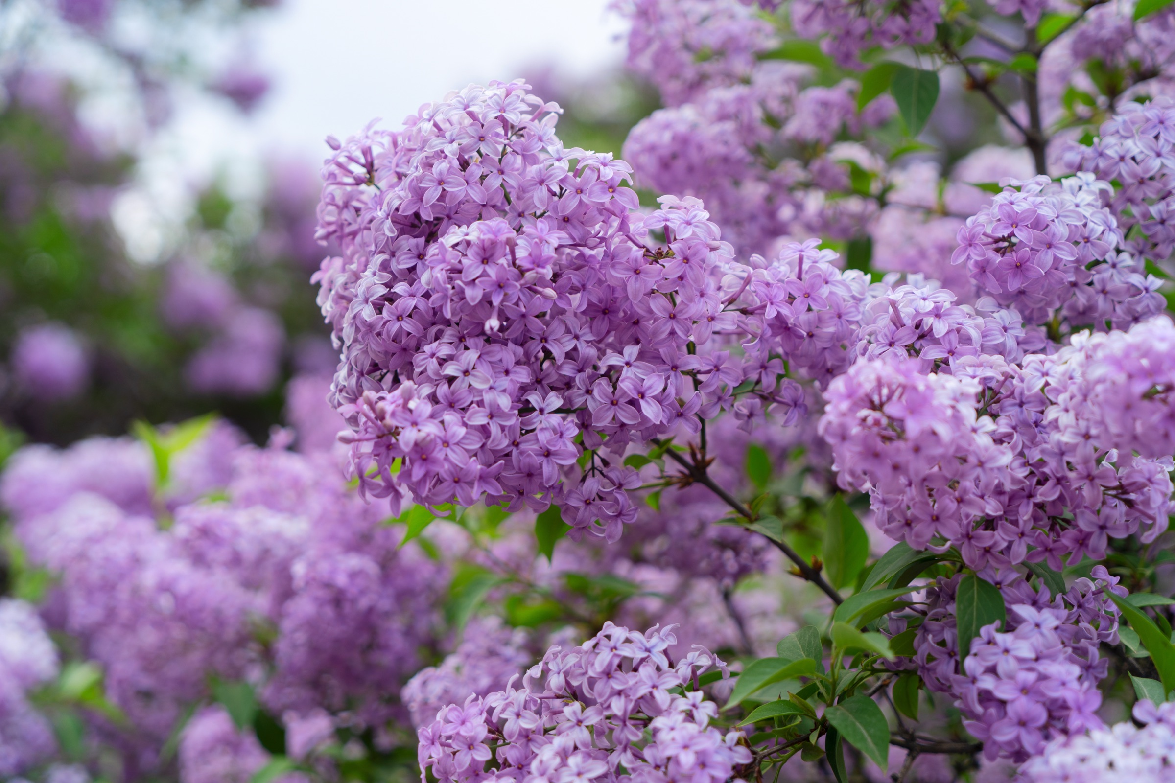 Lilacs in full bloom