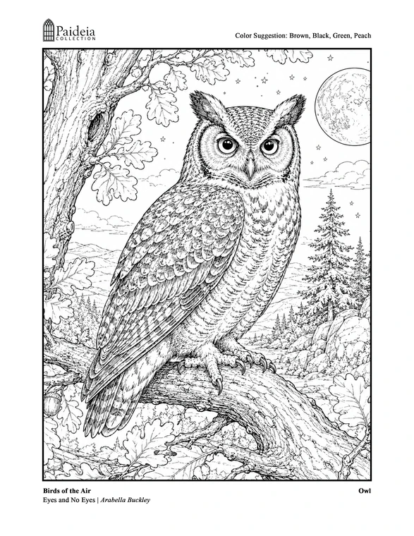 Owl coloring page from Eyes and No Eyes: Birds of the Air, with a colored-in kingfisher page behind it